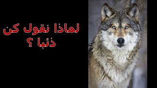 عقلية الذئب لماذا نقول كن كالذئب معلومات ممكن تسمعها أول مرة [upl. by Ruy]