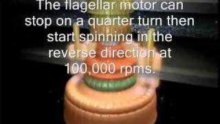 The Flagellar Motor  By Design or By Chancewmv [upl. by Mart]