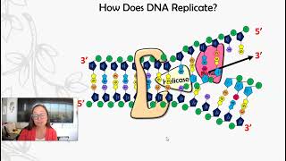 DNA Replication Enzymes [upl. by Mcarthur191]