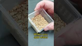 Rare Gecko Eggs  How to Setup for Incubation gecko [upl. by Bennion]