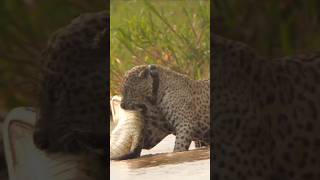 Alligator Attacks Leopard In Water🐊 [upl. by Houlberg]