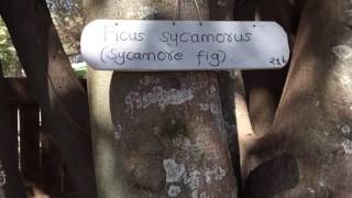 Sycomore Fig  Ficus sycomorus [upl. by Paugh]