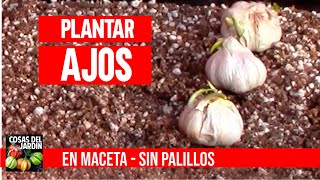 Cultiva ajos en casa sin parar en macetas mejor que hidropónico CULTIVO DE AJOS [upl. by Mychael]