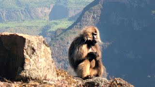 Gelada Blutbrustpavian  Ethiopia  ÄTHIOPIEN [upl. by Kcim289]