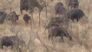 Buffalo in Hluhluwe National Park [upl. by Shellie]