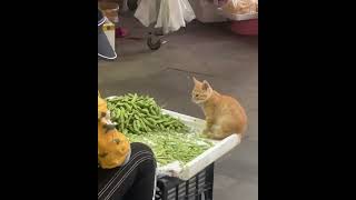 You Wont Believe What This Cat Did Next  The Most Hilarious Reactions Ever KitCat FunnyCats Cats [upl. by Acirema924]