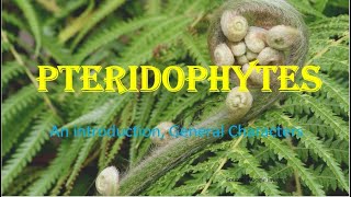 Pteridophytes  Vascular cryptogams An Introduction General Characters HPU BSc 1st Year [upl. by Adamsen]