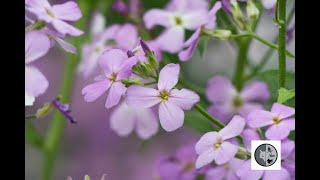 Julienne des damesDames Rocket Hesperis matronalis [upl. by Nevanod]