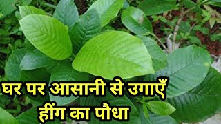 घर पर उगाएँ हींग का पौधाGrow Asafoetida plant at home [upl. by Sher382]