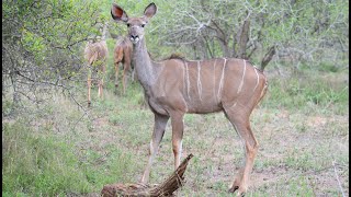 Makalali Conservancy  Garonga Safari Camp South Africa [upl. by Kalin]