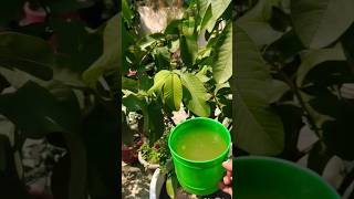 ढेरों अमरूद लेने के लिए इस fertilizer को 10 दिन में एक बार जरूर इस्तेमाल करें home made fertilizer [upl. by Isabella]