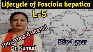 Fasciola hepaticaLifecycle of Fasciola hepaticaLiver FlukeL5BSc1stYearZoologyPGTTGTDrkumud [upl. by France]