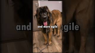 Leonberger VS Saint Bernard shorts [upl. by Golub]