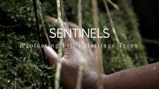 SENTINELS  Protecting Fijis Heritage Trees  FULL DOCUMENTARY [upl. by Claresta]