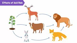 Causes of Acid Rain and Its Harmful Effects [upl. by Pierette]