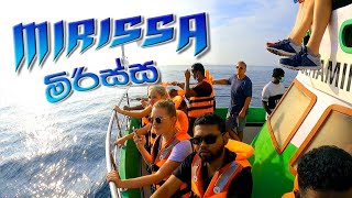 First time Dolphin  Whale watching Mirissa Srilanka  මිරිස්සේ යන්න කලින් බලලම යන්න [upl. by Aicirtan364]