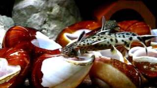 Synodontis lucipinnis  spawning 1 [upl. by Branca201]