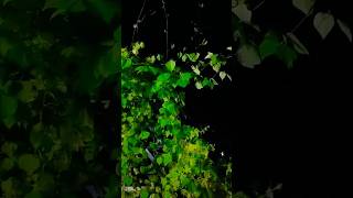 pointed gourd fruiting Ivy gourd Tondli youtubeshorts gardeningvideos [upl. by Orpheus]