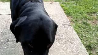 125lbs Rottweiler Lab cross [upl. by Airekal]