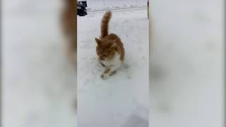 Dog Dunks Cats Head into Snow [upl. by Hayotal173]