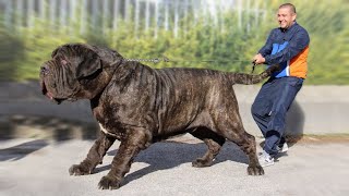 The 10 Biggest Mastiff Dog Breeds [upl. by Profant]