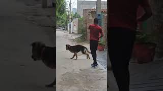 German shepherd Fatch training dogtrainer dogtraining training reels virelvideo virelreel [upl. by Alla]