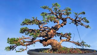 Juniper itoigawa bonsai first pruning to become a bonsai Watch the technique [upl. by Pachton]