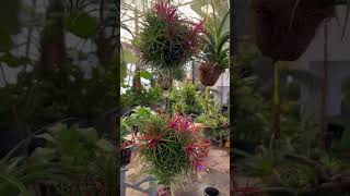 Airplants Tillandsia Ionantha in full bloom Exotic floral display garden airplants gardening [upl. by Leay]