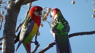 Rosellas Courting in Spring •▽• ❤♥ •▽• [upl. by Aylat90]