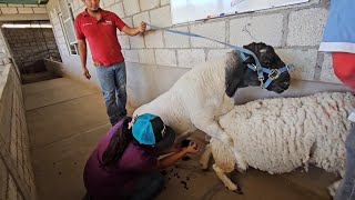 Producción de Borregos Dorper de Registro Biotecnologías Ensiminaciones Costos de Producción y Más [upl. by Yerocaj104]