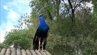 Hermosos Pavos reales azules cantandoCanto o sonido [upl. by Valentia]