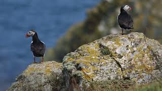 2 atlantic puffins Skomer Island Wales UK [upl. by Mitran800]