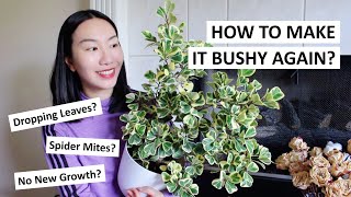 How To Promote New Growth amp Make Your Ficus Triangularis Bushy Again  Care Tips amp Guide [upl. by Cale]