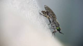 Horsefly slow motion [upl. by Arehs]