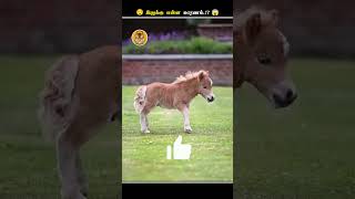 குதிரைகள் எதனால இப்படி கதறி அழுதுங்க  Horse Fake Crying Tears  Animal Voiceover Tamil [upl. by Rees46]