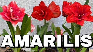 ESTA PODA FLORECE TODAS MIS AMARILIS LIRIOS Y AZUCENAS QUE NO FLORECEN hippeastrum amaryllis [upl. by Margaret]