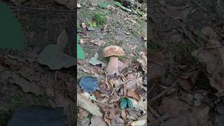 grzyby2024 boletus borowiki shorts hongos funghi hribi grzybyjadalne grzyby mushroom [upl. by Rahel]