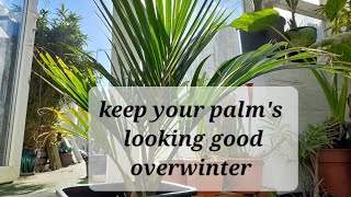 Palms overwintering trouble [upl. by Bilbe]