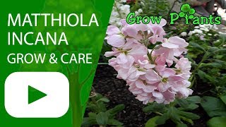 Matthiola incana  grow and care [upl. by Icaj717]