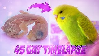 BUDGIE GROWTH STAGES  First 44 Days of Babies Timelapse [upl. by Macdougall]