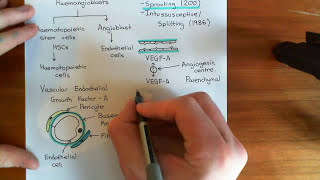 Introduction to Angiogenesis Part 1 [upl. by Malchy]