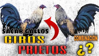 COMBINACIÓN para SACAR Gallos GIROS PRIETOS  Gallos Finos🐓 [upl. by Dalia967]