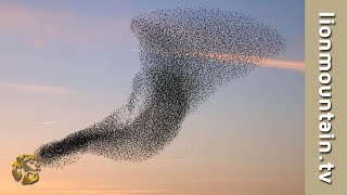 A Large Flock Of Quelea Birds In Flight  BirdLife [upl. by Assiralc641]