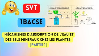 1BACSE  PMOMécanismes d’absorption 🍁 de l’eau et des sels minéraux chez les plantes  partie 1 [upl. by Loux771]