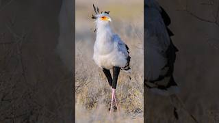 Secretary Bird  Snake Stomper [upl. by Nadruoj545]