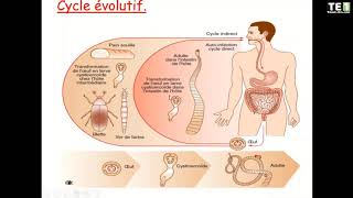 parasitologie Cestodes [upl. by Dearman]