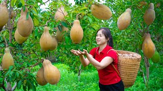 Harvesting Sapodilla amp Goes To Market Sell  Gardening And Cooking  Lý Tiểu Vân [upl. by Browne544]