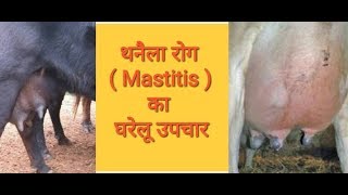 थनैला रोग का 100 देशी ईलाज  Thanela rog ka upchar  mastitis treatment [upl. by Colpin]