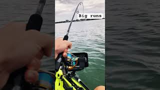 Big snapper off Redcliffe fishing fish qld snapper bigfish kayakfishing kayak [upl. by Thynne]