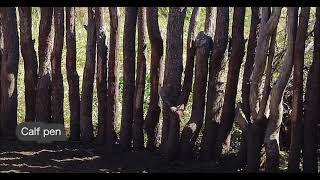 Construction of Cattle Kraal Using Mopane logs  How to Build a Cattle Kraal  NkoneBreeders [upl. by Dublin]